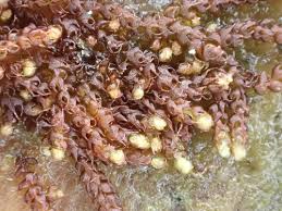 Attēlu rezultāti vaicājumam “Nowellia curvifolia”