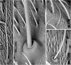 Attēlu rezultāti vaicājumam “Capsodes gothicus imago”
