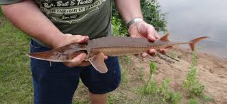 Image result for Scaphirhynchus platorynchus