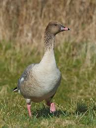 Attēlu rezultāti vaicājumam “Anser brachyrhynchus”