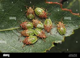 Attēlu rezultāti vaicājumam “Elasmucha grisea”