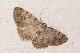 Attēlu rezultāti vaicājumam “Aethalura punctulata”