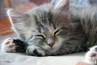 Photography tips for domestic cat