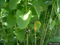 Attēlu rezultāti vaicājumam “Reynoutria sachalinensis leaf”