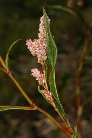 Attēlu rezultāti vaicājumam “Persicaria lapathifolia flower”