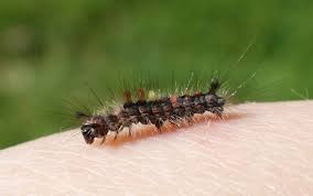 Attēlu rezultāti vaicājumam “Lymantriidae”