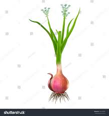 Attēlu rezultāti vaicājumam “Allium cepa”