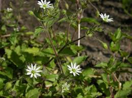 Attēlu rezultāti vaicājumam “Myosoton aquaticum”