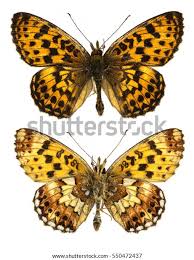 Attēlu rezultāti vaicājumam “Clossiana selene upperside”