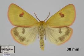 Attēlu rezultāti vaicājumam “Diacrisia sannio”