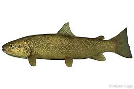 Image result for Salmo marmoratus