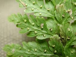 Attēlu rezultāti vaicājumam “Cystopteris fragilis”