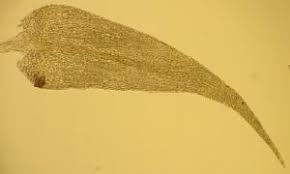 Attēlu rezultāti vaicājumam “Drepanocladus aduncus”