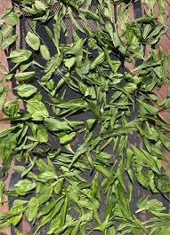 Attēlu rezultāti vaicājumam “Plantago lanceolata leaf”