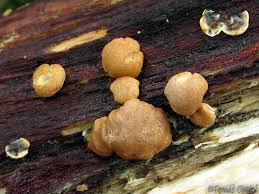 Attēlu rezultāti vaicājumam “Hypocrea rufa”