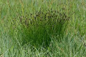 Attēlu rezultāti vaicājumam “Schoenus ferrugineus bud”