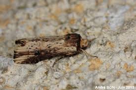 Attēlu rezultāti vaicājumam “Axylia putris”