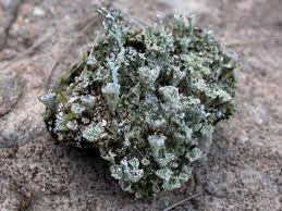 Attēlu rezultāti vaicājumam “Cladonia phyllophora”