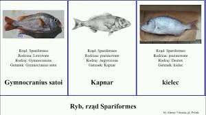 Image result for Cymatoceps nasutus