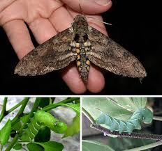 Image result for hawk moth