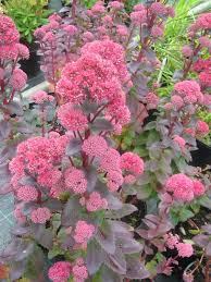 Attēlu rezultāti vaicājumam “Hylotelephium telephium flower”