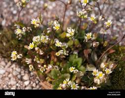 Attēlu rezultāti vaicājumam “Erophila verna fruit”