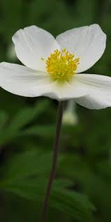 Attēlu rezultāti vaicājumam “Anemone sylvestris bud”