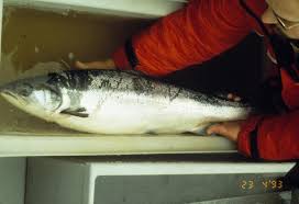 Image result for Salmo salar