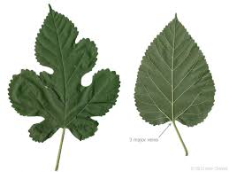 Attēlu rezultāti vaicājumam “Morus alba”