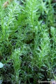 Attēlu rezultāti vaicājumam “Aulacomnium”