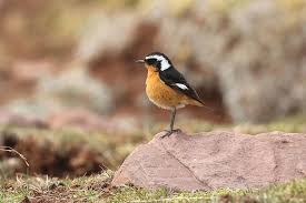 Image result for Phoenicurus moussieri