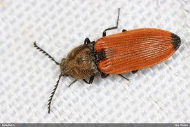 Attēlu rezultāti vaicājumam “Anostirus castaneus”