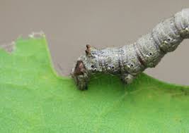 Attēlu rezultāti vaicājumam “Colotois pennaria”