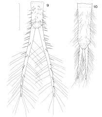 Attēlu rezultāti vaicājumam “Colymbetes striatus”