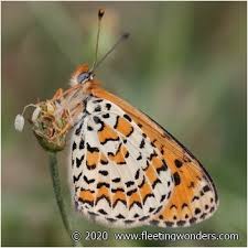 Attēlu rezultāti vaicājumam “Melitaea didyma male”