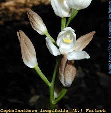 Attēlu rezultāti vaicājumam “Cephalanthera longifolia”