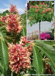 Attēlu rezultāti vaicājumam “Aesculus x neglecta flower”