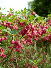 Attēlu rezultāti vaicājumam “Enkianthus chinensis”