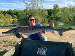 Image result for Acipenser oxyrinchus oxyrinchus