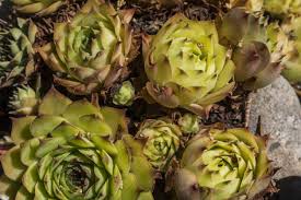 Attēlu rezultāti vaicājumam “Jovibarba globifera flower”