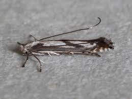 Attēlu rezultāti vaicājumam “Lyonetiidae”