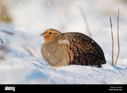 Attēlu rezultāti vaicājumam “Perdix perdix adult”
