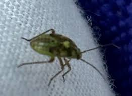 Attēlu rezultāti vaicājumam “Lygus nymph”