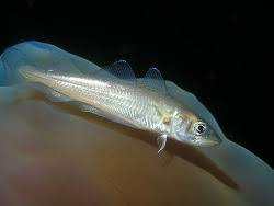 Image result for Merlangius merlangus