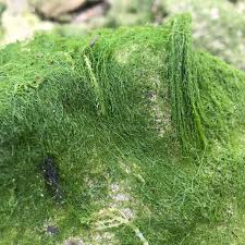 Attēlu rezultāti vaicājumam “Enteromorpha sp.”