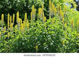 Image result for Verbascum nigrum
