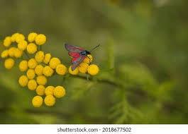 Attēlu rezultāti vaicājumam “Zygaena cocoon”