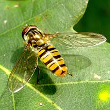 Attēlu rezultāti vaicājumam “Episyrphus balteatus”