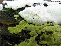 Attēlu rezultāti vaicājumam “Ceratiomyxa fruticulosa young”