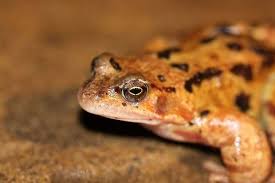 Attēlu rezultāti vaicājumam “Rana temporaria adult”